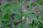 Thickleaf phlox